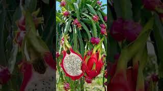 beautifuldragonfruit@kendie tv