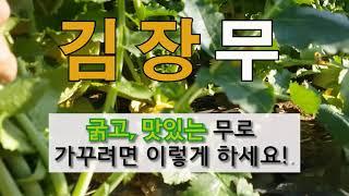 김장 무 굵고 맛있는 무로 가꾸려면 이렇게 하세요! #주말농장 #김장 무 크게 키우는 방법.