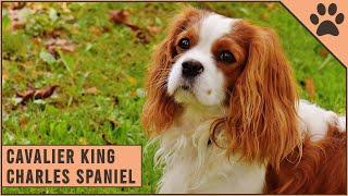 Cavalier King Charles Spaniel - Dog Breed Information