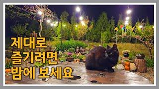 청운재 [216] 낮보다 더 예쁜 밤의 꽃들 / 비오는 정원 / 블루베리 하나쯤 있으시죠