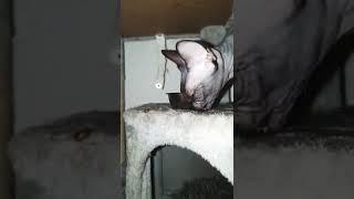 Sphynx cat