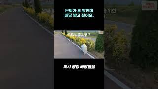 은퇴가 코앞인데 배당은 받고 싶어요 #shorts #배당주 #미국주식 #월배당