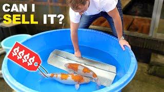 A Full Day Buying Japanese Koi: Visiting Top Koi Farms in Japan!