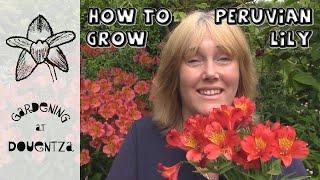 How to Grow Peruvian Lilies (Alstroemeria) in the Garden || Quick & Easy Guide