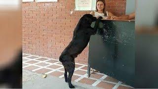 Dog Visits Student Store Every Day & “Pays” For His Own Treats