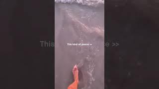 New Smyrna Beach Area