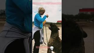 Red Dog Transformation#dog#dogs#trending