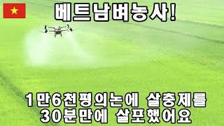 [베트남벼농사] 1만6천평논에 살충제살포를 30분만에 할수있는방법은!