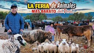 La feria de animales más barato del Perú 🪙