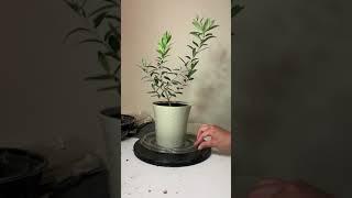 Box store plant to pre-bonsai: first pruning of a olive tree