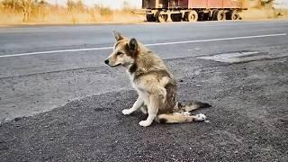 A stray dog with paralyzed legs struggled on, until a cyclist took him to see a bigger world. ️