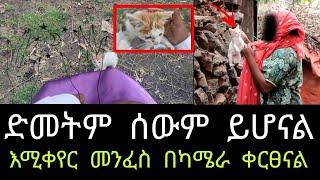 የገዛ ባሏ ወደ ድመት ሲቀየር እጅ ከፍንጅ ያዝነው  የሎግያው ጂኒ መቃብር ለመቃብር ተንከራተትን አዲስ ጎጆ