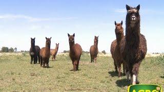 Secretos para la cría y el manejo de Llamas y Alpacas. (#574 2014-08-02)