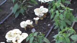 Growing Golden Reishi (Ganoderma curtisii) in a garden bed