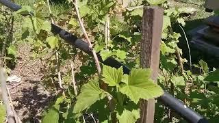 Пчелы на смородине  Опыление Смородины