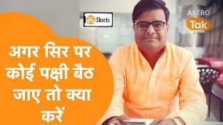 अगर सिर पर कोई पक्षी बैठ जाए तो क्या करें | Shailendra Pandey | Astro Tak #Shorts