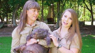 Terri and Bindi Introduce Elle the Wombat