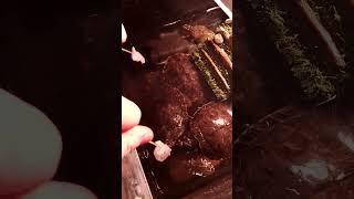 Terrapins/Turtles Vs Pasta sticks. PRAWN WARS