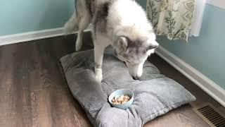 Stubborn Husky refuses to eat and tries to bury food