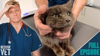 Stinkiest rescue cat found abandoned in the streets | Rescue Vet with Dr Scott Miller