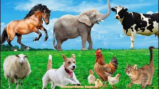 Lovely Animal Moments: Cow, Sheep, Dog, Cat, Chicken, Elephant  - Animal Sounds