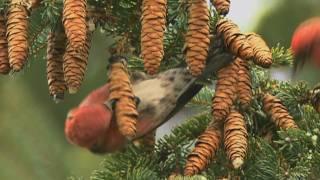 How Nature Works: White-winged Crossbill Feeding Technique