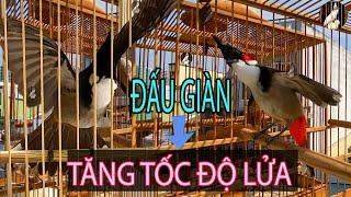 Chào Mào Đấu Giàn/Luyện Chào Mào Hót Đấu/Kích Chào Mào Ché/Kích Chào Mào Bổi Lên Lửa chào mào hót
