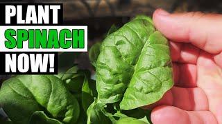 Planting Spinach The Easy Way - Garden Quickie Episode 215