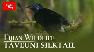 Social Plug - Fijian Wildlife - Taveuni Silktail