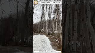 ScienceMan Moment of Zen 0510 #peaceful #winter #forest #trailrunning #asmr
