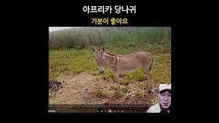 아프리카 당나귀. 기분이 좋아요.  #새마을_세네갈