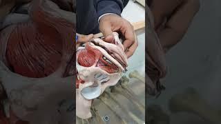 آموزش آناتومی عملی ادراری تناسلی(واژن؛ دستگاه تناسلی زن)
