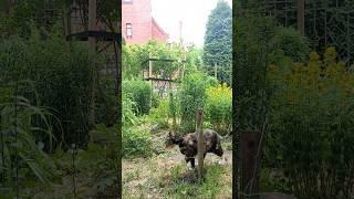Tiger #cats #gatto #funny #lifecats