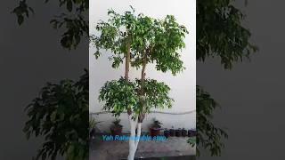 bahut behtarin cutting ️️️ ficus paudhe ki#plants #garden