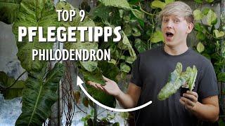 TOP 9 Pflegetipps für deinen Philodendron Paraiso Verde + ergrünte Blätter + Vermehrung