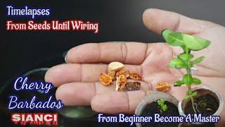 Easy Tricks Sianci Cherry Barbados From Seeds to Wiring ||Hành trình của Bonsai