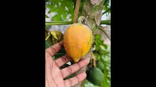 Harvesting papaya from kitchen garden