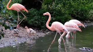 Flamingos video