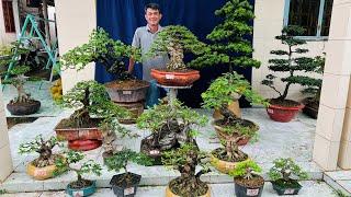 MINH DONG Garden 14/6 offers finished Bonsai products of many varieties
