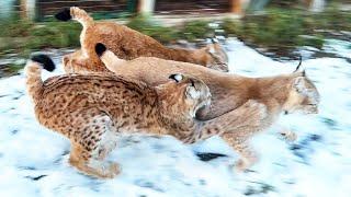 LYNXES ENJOY THE FIRST SNOW / Raccoons wreak havoc