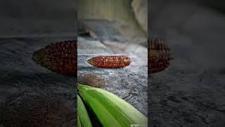 #photography #editing #video #foryou #foryoupage #viral #editingphotos #corn