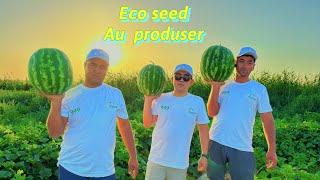 Eco seed firmasining Au producer tarvuz urugi Zomin tumaniga ekilgan Respublikaga dostafka bor