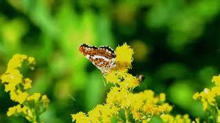 COLORFUL BUTTERFLIES FROM AROUND THE WORLD: 1 Hour of Nature's Beauty with Soft Music