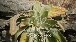 MULLEIN Deep Dive (Pt. 3 of 3): Don’t Confuse It with Its Common Look-alike; Important Clues for ID