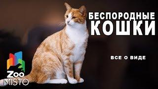 Беспородные кошки - Все о виде кошек | Беспородные кошки