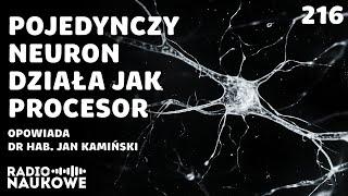 Neurony i pamięć - nowe metody badań weryfikują dawne twierdzenia | dr hab. Jan Kamiński