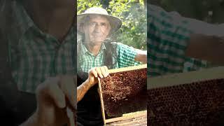 Discover the Buzz: Can Beekeeping Be a Hobby? #BeekeepingHobby #NatureLovers #honeyharvesting