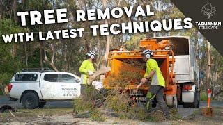 Tree removal with the latest techniques and technologies