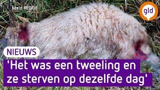 Wolf doodt bijzondere schapen in Voorst