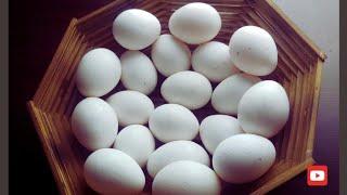 5 types of Egg Recipe/A Self-Reliant Fairy